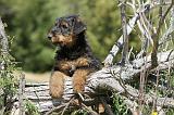 AIREDALE TERRIER 236